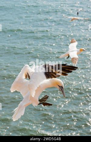 Fane du Nord (Morus bassanus) (synonyme : Sula bassana) en vol au-dessus de la mer en mouvement, approche d'atterrissage avec pieds étendus, écartés, visibles Banque D'Images