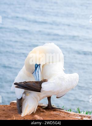 Fane du Nord (Morus bassanus) (synonyme : Sula bassana) préendant son plumage, soin du plumage sur un rocher rouge, falaise avec mer en arrière-plan Banque D'Images