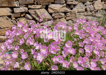 Amapola (Oenothera speciosa), également connu sous le nom de tapis rose onagre, Naxos, Cyclades, Grèce Banque D'Images