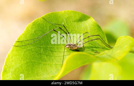 Tisserand à cornes (Phalangium opilio), mâle, accroupi avec de longues pattes sur une feuille verte, lilas commun (Syringa vulgaris), gros plan, macro photographie Banque D'Images