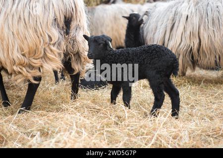 Plusieurs Heidschnucken à cornes grises (Ovis gmelini aries) ou Lueneburger Heidschnucken à la tête foncée et au long manteau debout sur paille, mouton, noir Banque D'Images