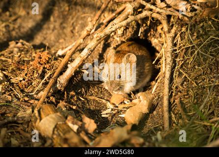 Cambriole à dos rouge (Myodes glareolus) (Syn. : Clethrionomys glareolus) ou cambriole forestier assis devant son trou de souris et grignotant un tournesol Banque D'Images