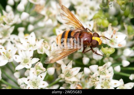 L'aéroglisseur (Volucella zonaria) ou l'aéroglisseur forestier ou l'aéroglisseur de bourdon géant repose sur des fleurs blanches de ciboulette d'ail en fleurs (Allium Banque D'Images