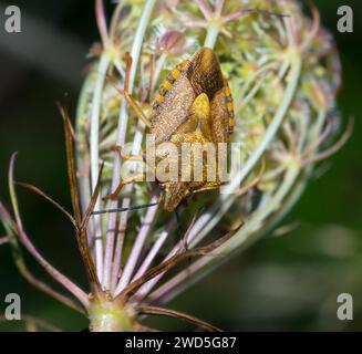 Espèce de punaise des arbres Carpocoris pudicus sur un stand de fruits avec des fruits épineux, carotte sauvage (Daucus carotaeiner), gros plan, macro photo, Basse-Saxe, Allemagne Banque D'Images