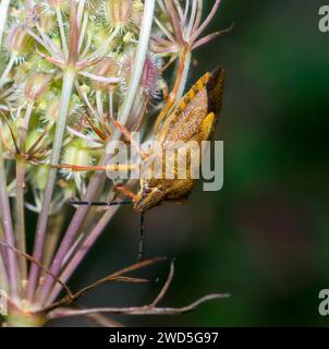 Espèce de punaise des arbres Carpocoris pudicus sur un stand de fruits avec des fruits épineux, carotte sauvage (Daucus carotaeiner), gros plan, macro photo, Basse-Saxe, Allemagne Banque D'Images