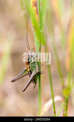 Roesel's Bush-cricket (Metrioptera roeselii), femelle, sauterelle assise sur un brin d'herbe, gros plan, macro photographie, Basse-Saxe, Allemagne Banque D'Images