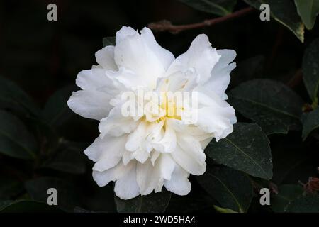 Camellia (Camellia spec., maliflora) hybride Banque D'Images