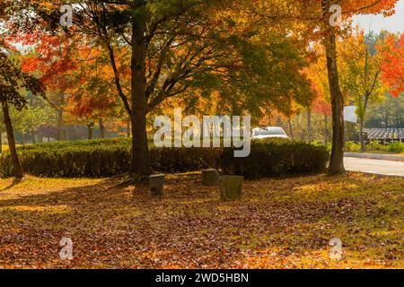 Trois petits bancs de parc en pierre sous l'arbre d'ombre aux couleurs d'automne avec des feuilles brunes couvrant l'herbe dans le cimetière local, Corée du Sud, Corée du Sud Banque D'Images