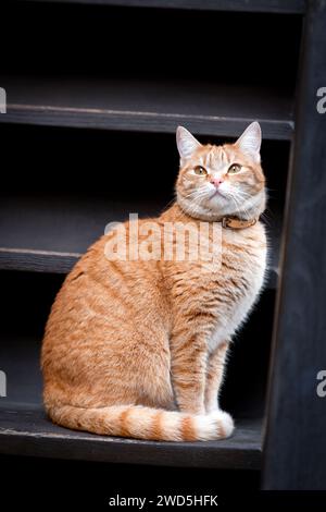 Beau chat jaune et blanc avec laisse reposant sur des marches en bois. Banque D'Images