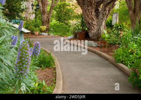 Chemin avec fierté de Madère (Echium candicans ou rose) et de chêne-liège, le Jardin botanique de San Diego, Encinitas, en Californie Banque D'Images