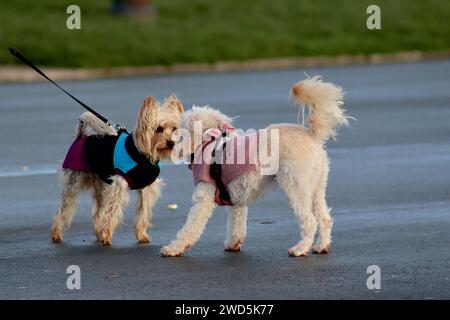 Deux chiens se saluent lors de leur promenade matinale à travers le West Hoe à Plymouth, leurs propriétaires respectifs profondément en conversation. Banque D'Images