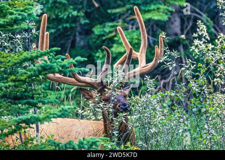 Wapitis avec de grands bois couchés et reposant dans la forêt, parc national Jasper, Canada Banque D'Images