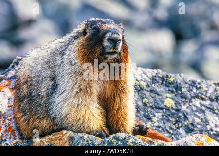 Marmotte de marmotte (Marmota caligata) se trouve sur un rocher dans un terrain rocheux et regarde vers la caméra, parc national Banff, Canada Banque D'Images