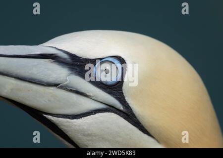 Le fane du Nord (Morus bassanus) portrait de tête d'animal d'oiseau adulte gros plan de son oeil, Yorkshire, Angleterre, Royaume-Uni Banque D'Images