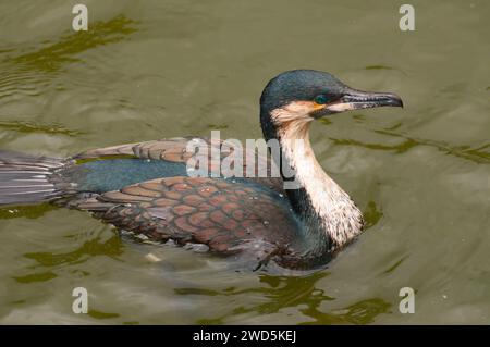 Cormoran à poitrine blanche (Phalacrocorax carbo), San Diego Zoo Safari Park, comté de San Diego, Californie Banque D'Images