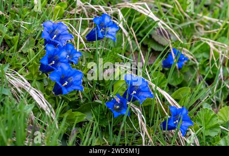 Gentiane sans stemless (Gentiana clusii) gentiane lime, floraison dans une prairie de montagne, Alpes de Zillertal, Tyrol, Autriche Banque D'Images