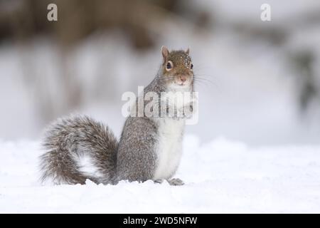 Écureuil gris de l'est lors d'une journée enneigée en hiver Banque D'Images