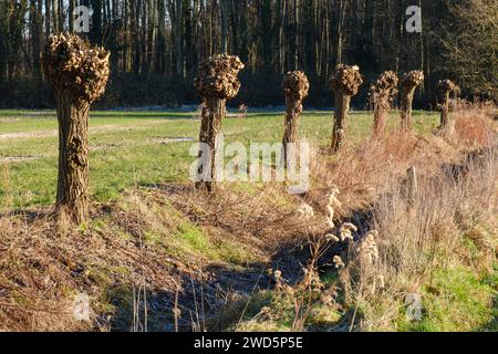 Saule blanc (Salix alba), Dortmund, région de la Ruhr, Rhénanie du Nord-Westphalie, Allemagne Banque D'Images