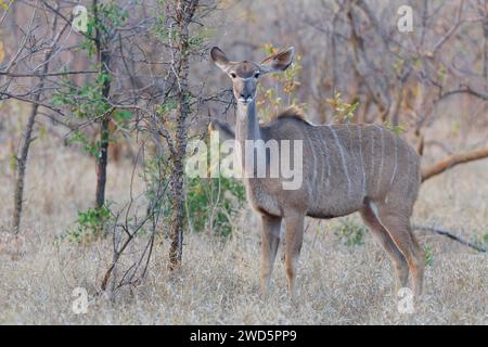 Grand kudu (Tragelaphus strepsiceros), femelle adulte debout dans l'herbe sèche, portrait d'animal, lumière du matin, parc national Kruger, Afrique du Sud, Afric Banque D'Images