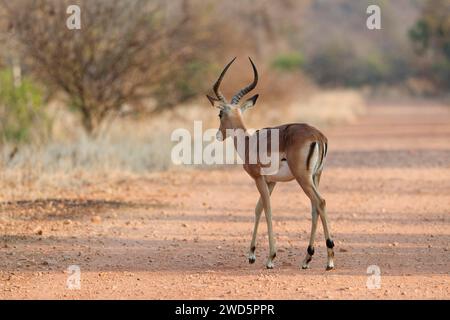 Impala commun (Aepyceros melampus), mâle adulte traversant le chemin de terre, tôt le matin, parc national Kruger, Afrique du Sud, Afrique Banque D'Images