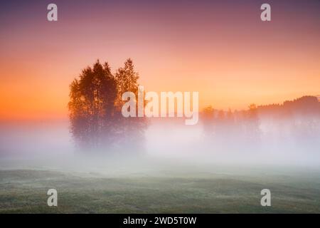 Bouleaux dans les hautes terres de Rothenthurm amarrent au lever du soleil en automne, Canton Schyz, Suisse Banque D'Images