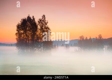 Bouleaux dans les hautes terres de Rothenthurm amarrent au lever du soleil en automne, Canton Schyz, Suisse Banque D'Images