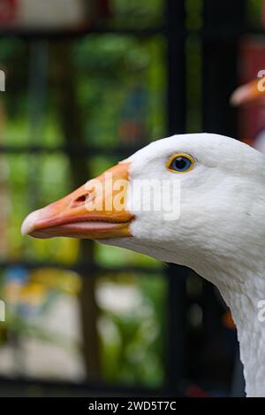 Gros plan d'une tête de canard blanche Banque D'Images