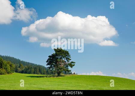 Vieux pin à Oberaegeri, Canton de Zoug, Suisse Banque D'Images