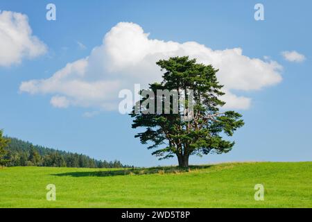 Vieux pin à Oberaegeri, Canton de Zoug, Suisse Banque D'Images