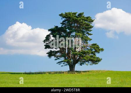 Vieux pin à Oberaegeri, Canton de Zoug, Suisse Banque D'Images