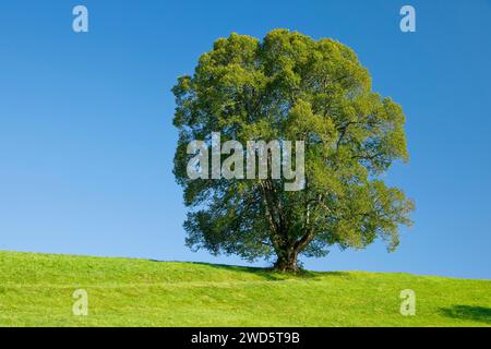 Grand tilleul à Oberaegeri, Canton de Zoug, Suisse Banque D'Images
