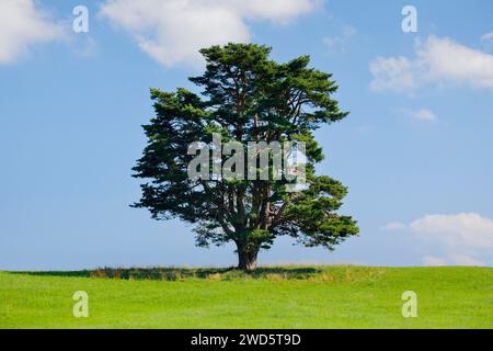 Vieux pin à Oberaegeri, Canton de Zoug, Suisse Banque D'Images