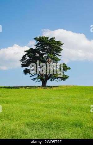 Vieux pin à Oberaegeri, Canton de Zoug, Suisse Banque D'Images