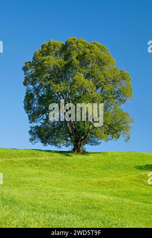 Grand tilleul à Oberaegeri, Canton de Zoug, Suisse Banque D'Images