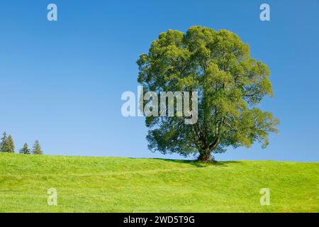 Grand tilleul à Oberaegeri, Canton de Zoug, Suisse Banque D'Images
