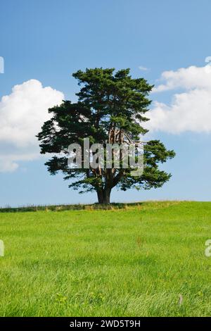 Vieux pin à Oberaegeri, Canton de Zoug, Suisse Banque D'Images