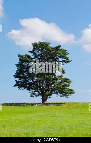 Vieux pin à Oberaegeri, Canton de Zoug, Suisse Banque D'Images