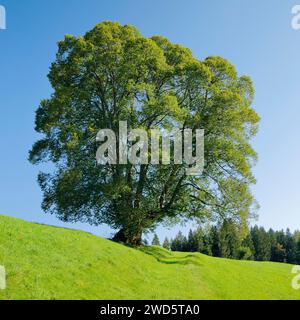 Grand tilleul à Oberaegeri, Canton de Zoug, Suisse Banque D'Images