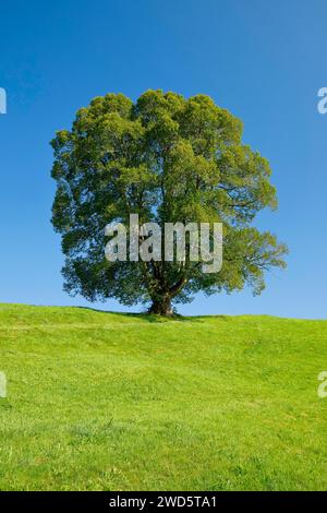 Grand tilleul à Oberaegeri, Canton de Zoug, Suisse Banque D'Images