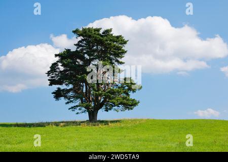 Vieux pin à Oberaegeri, Canton de Zoug, Suisse Banque D'Images