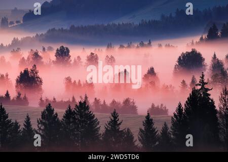 Brouillard et arbres à la lande de Rothenthurm, Canton Schyz, Suisse Banque D'Images