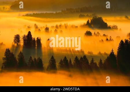 Brouillard et forêt à la lande de Rothenthurm, Canton Schyz, Suisse Banque D'Images