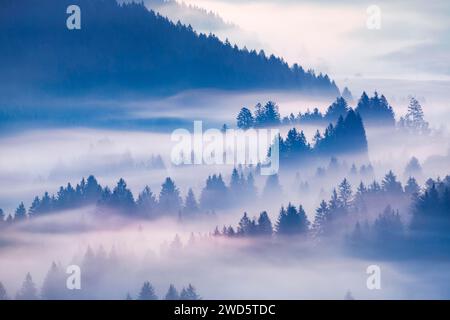 Brouillard et forêt à Oberaegeri dans le canton de Zoug, Suisse Banque D'Images