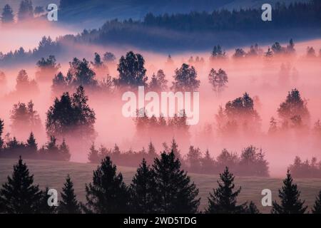 Brouillard et arbres à la lande de Rothenthurm, Canton Schyz, Suisse Banque D'Images