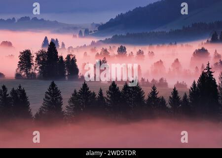 Brouillard et arbres à la lande de Rothenthurm, Canton Schyz, Suisse Banque D'Images