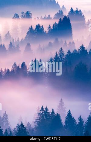 Brouillard et forêt à Oberaegeri dans le canton de Zoug, Suisse Banque D'Images