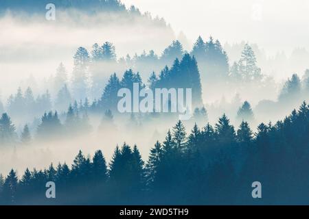 Brouillard et forêt à Oberaegeri dans le canton de Zoug, Suisse Banque D'Images