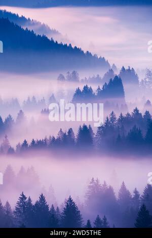 Brouillard et forêt à Oberaegeri dans le canton de Zoug, Suisse Banque D'Images