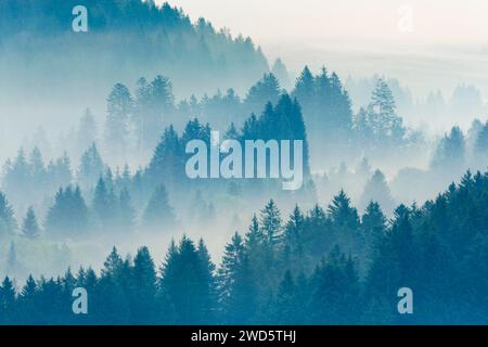Brouillard et forêt à Oberaegeri dans le canton de Zoug, Suisse Banque D'Images