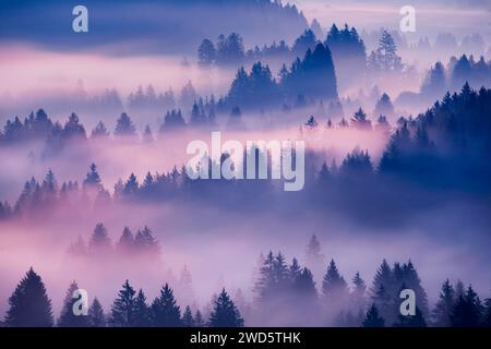 Brouillard et forêt à Oberaegeri dans le canton de Zoug, Suisse Banque D'Images